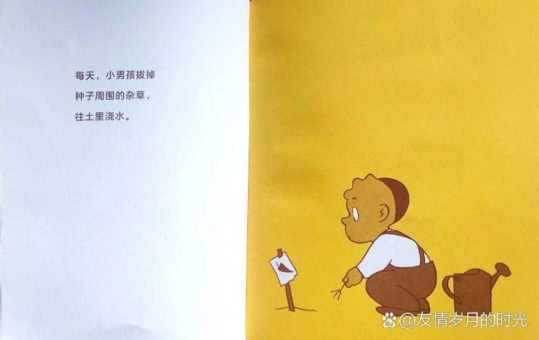 胡萝卜的种子